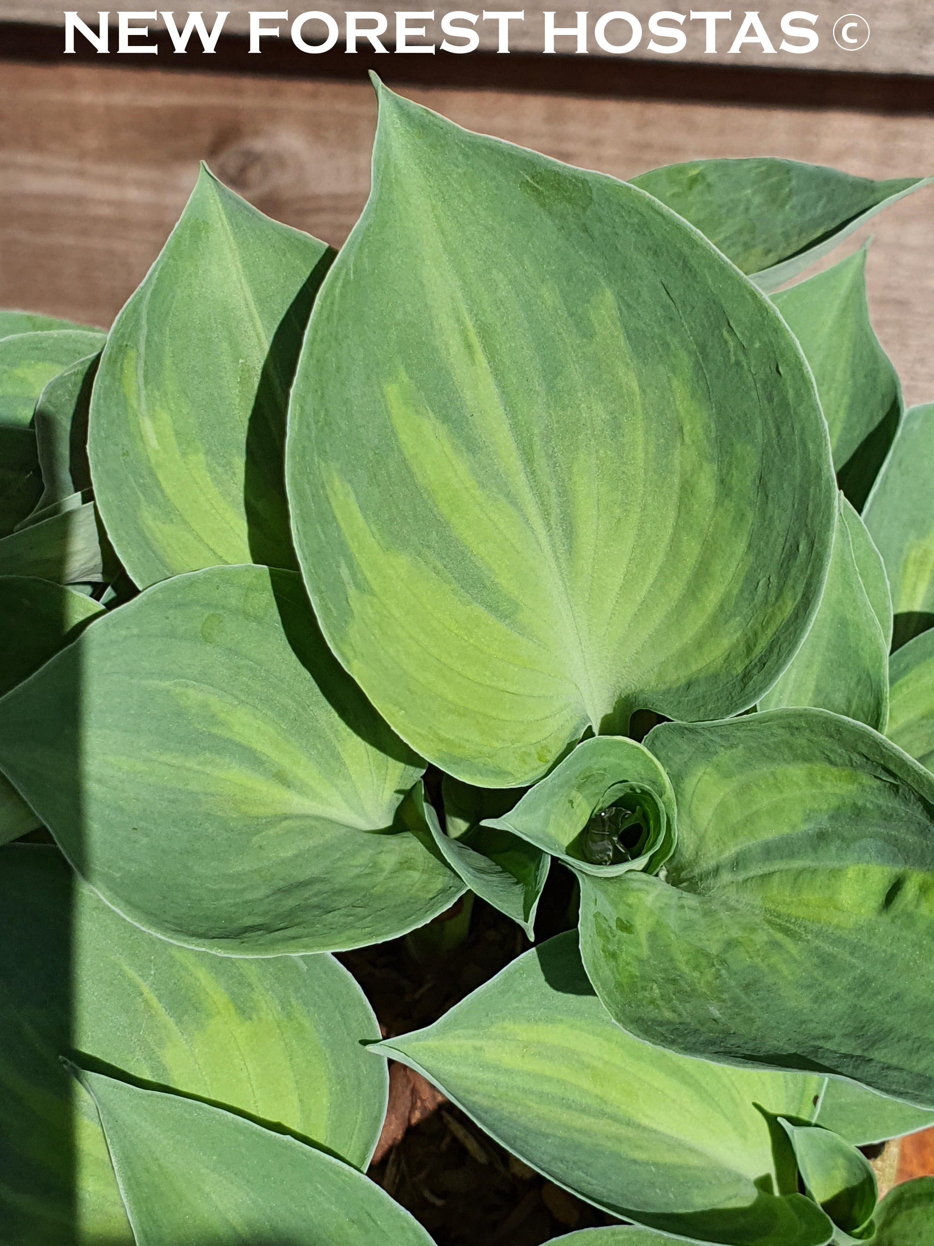Hosta 'Dinky Donna' - New Forest Hostas & Hemerocallis