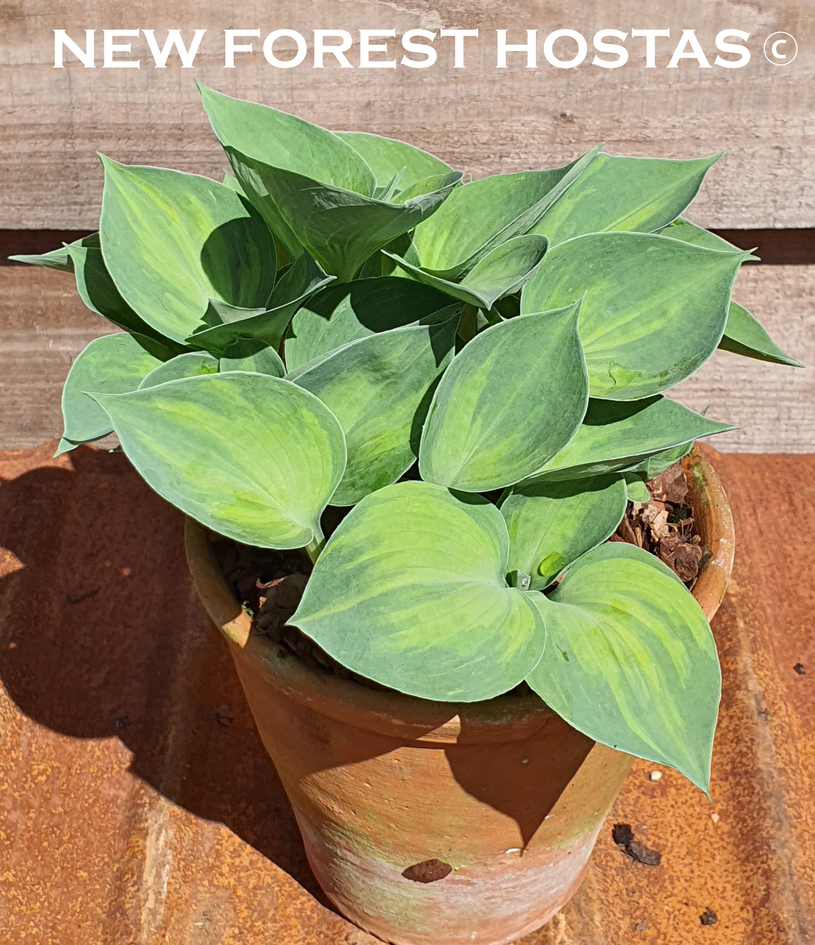Hosta 'Dinky Donna' - New Forest Hostas & Hemerocallis