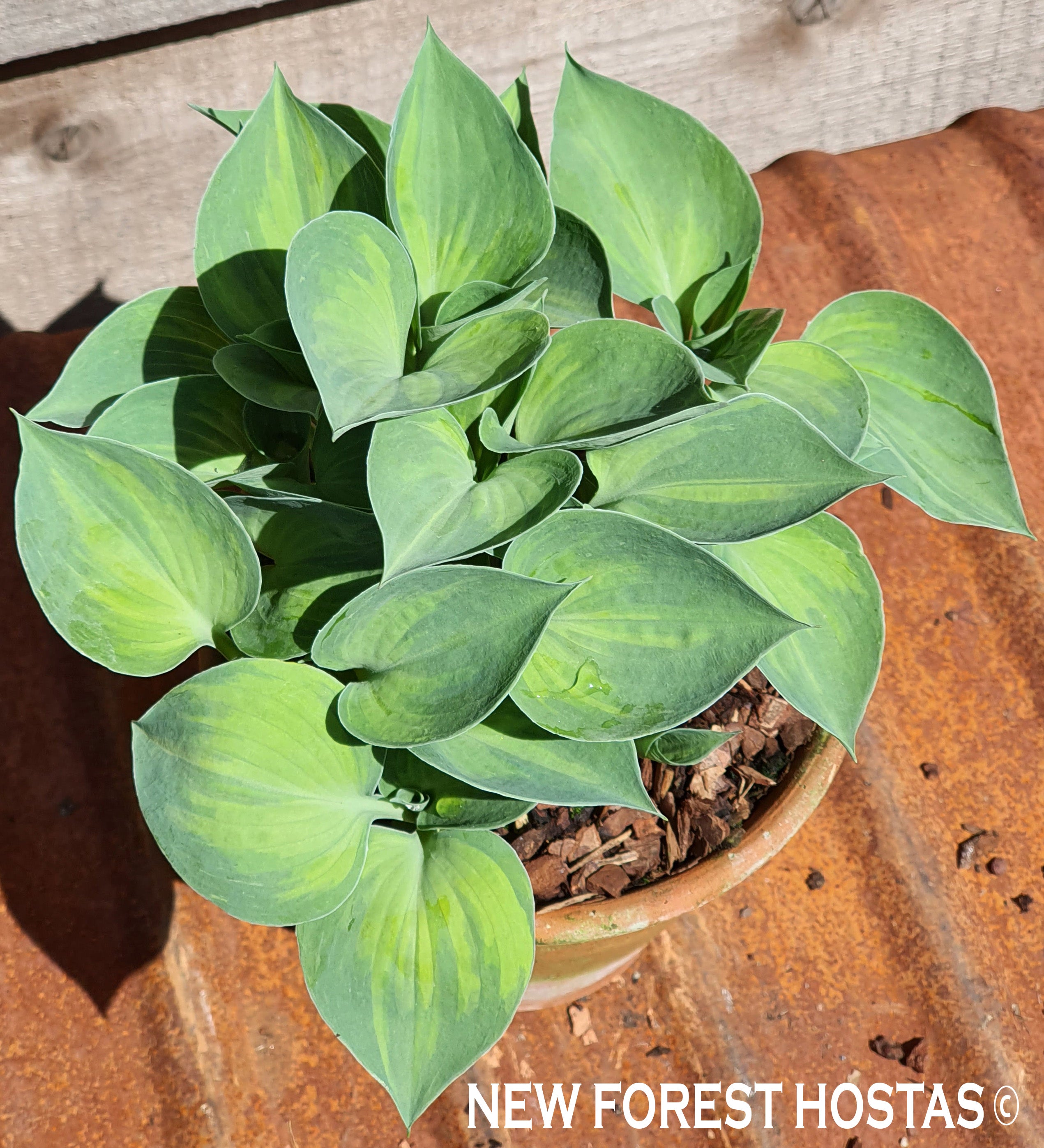 Hosta 'Dinky Donna' - New Forest Hostas & Hemerocallis
