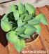 Hosta 'Dinky Donna' - New Forest Hostas & Hemerocallis