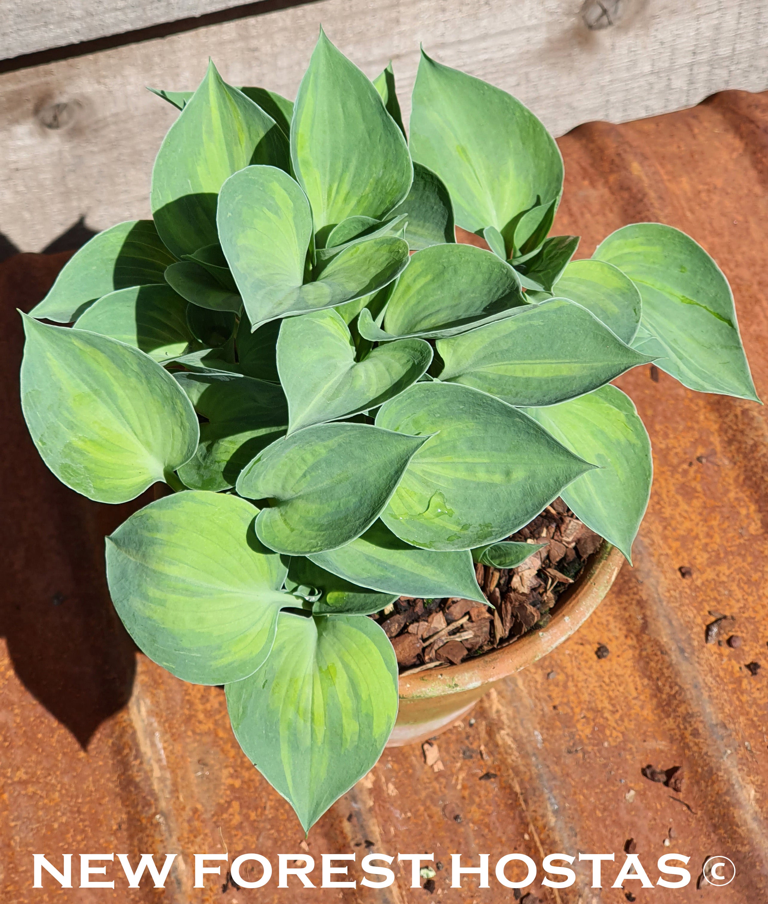 Hosta 'Dinky Donna' - New Forest Hostas & Hemerocallis