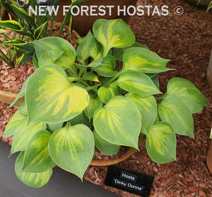 Hosta 'Dinky Donna' - New Forest Hostas & Hemerocallis