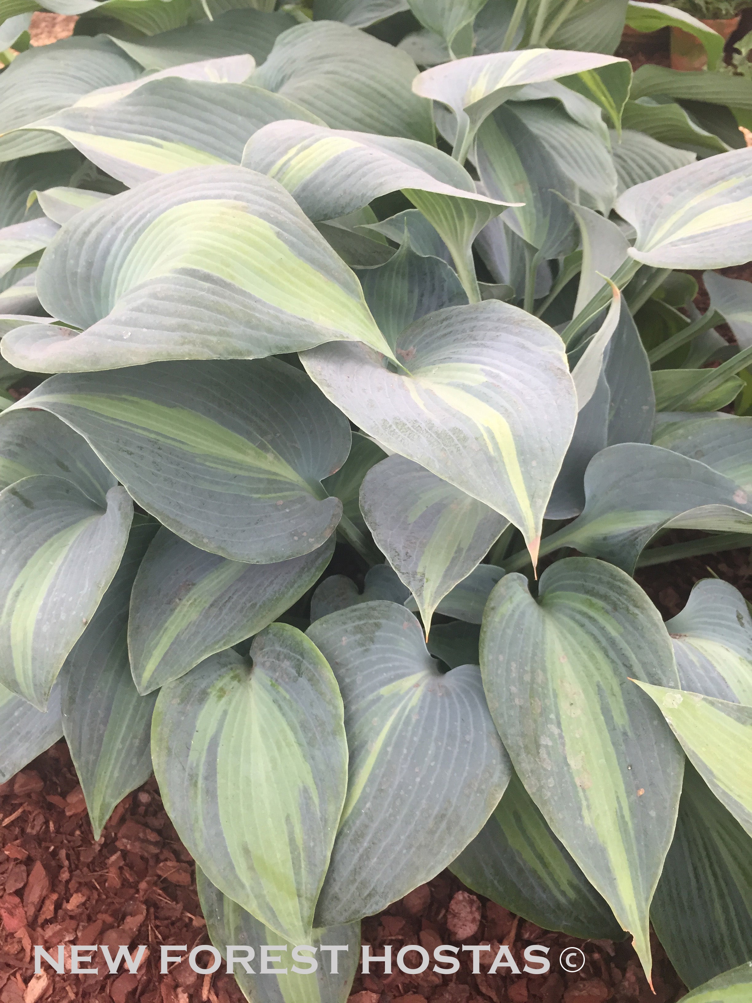 Hosta 'Dinner Jacket' - New Forest Hostas & Hemerocallis