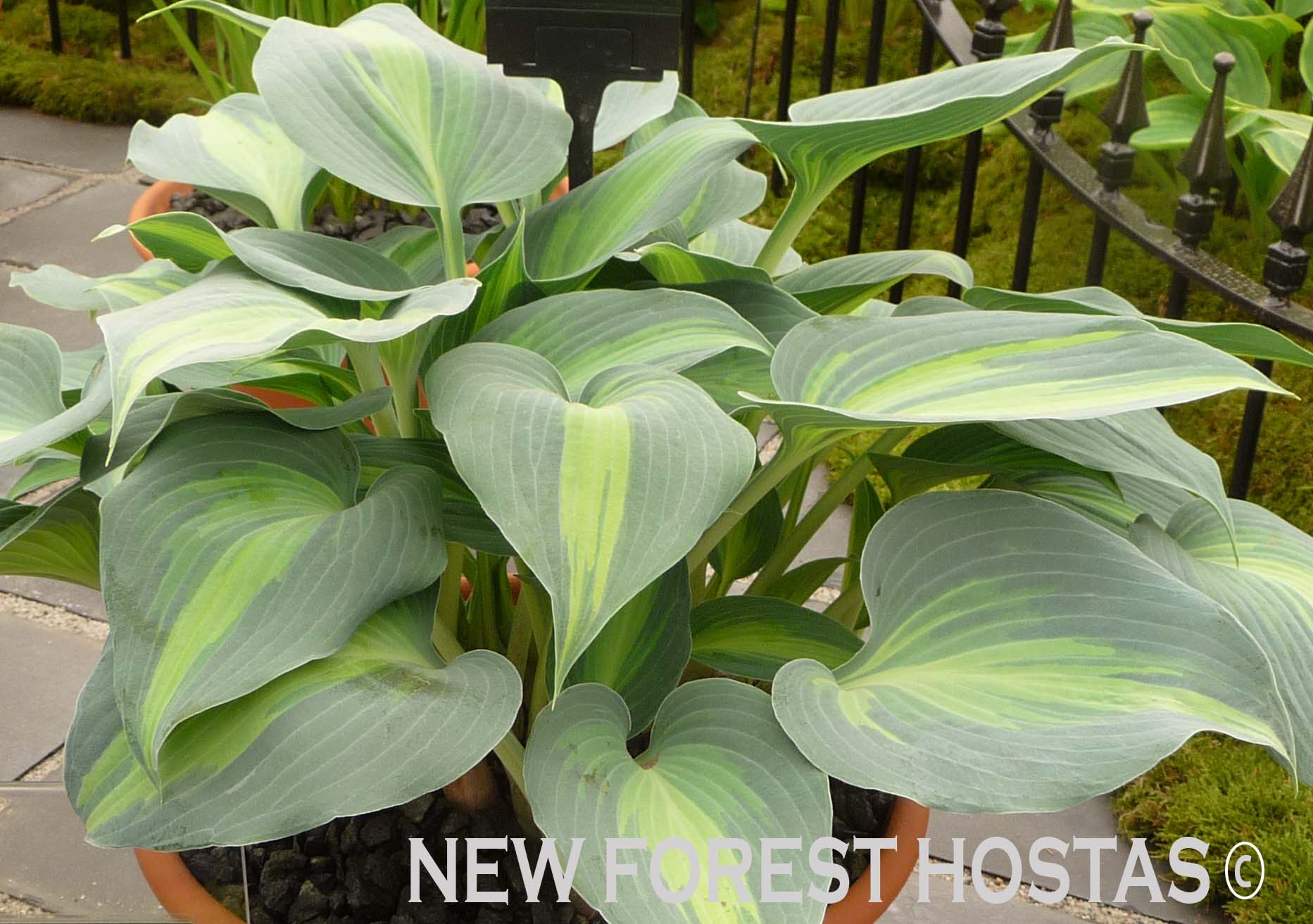 Hosta 'Dinner Jacket' - New Forest Hostas & Hemerocallis