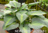 Hosta 'Dinner Jacket' - New Forest Hostas & Hemerocallis
