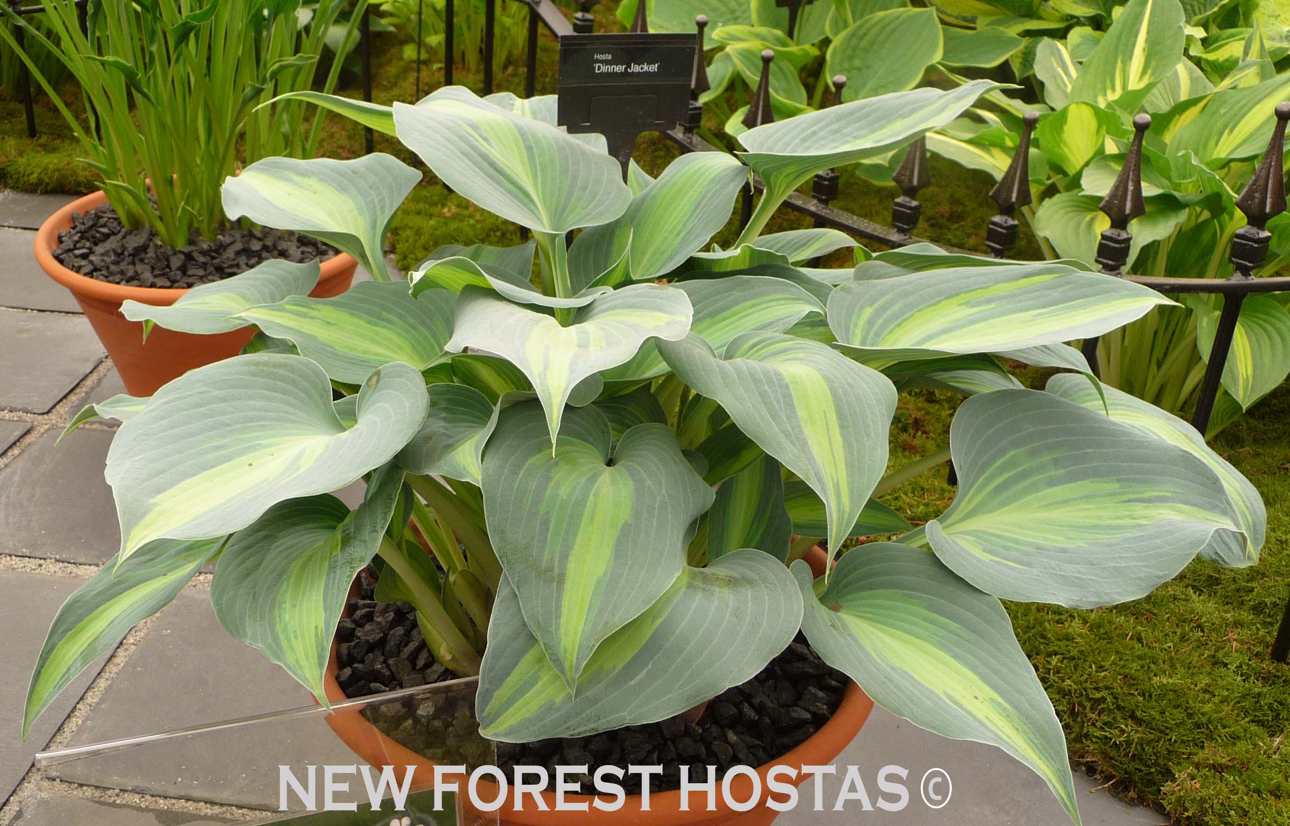 Hosta 'Dinner Jacket' - New Forest Hostas & Hemerocallis