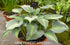 Hosta 'Dinner Jacket' - New Forest Hostas & Hemerocallis