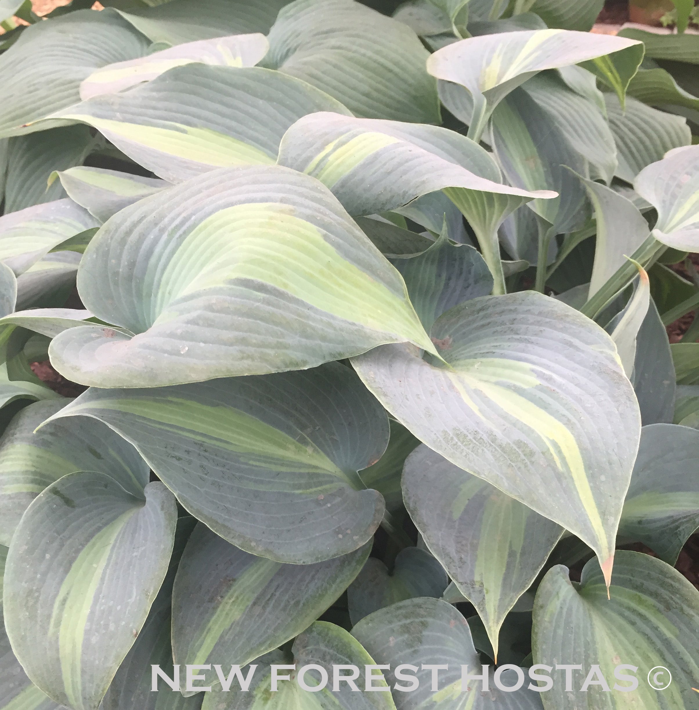 Hosta 'Dinner Jacket' - New Forest Hostas & Hemerocallis