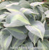 Hosta 'Dinner Jacket' - New Forest Hostas & Hemerocallis