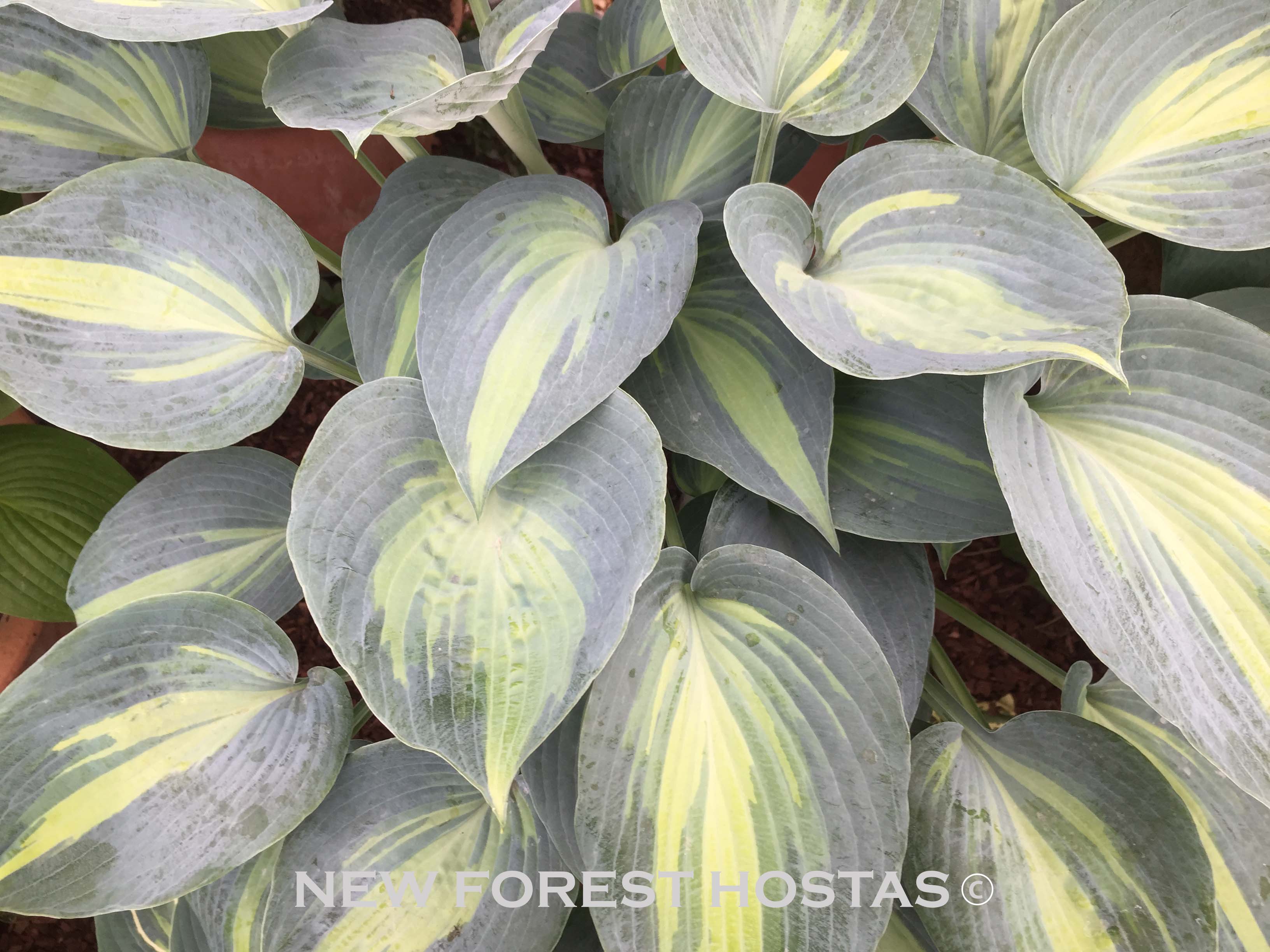 Hosta 'Dinner Jacket' - New Forest Hostas & Hemerocallis