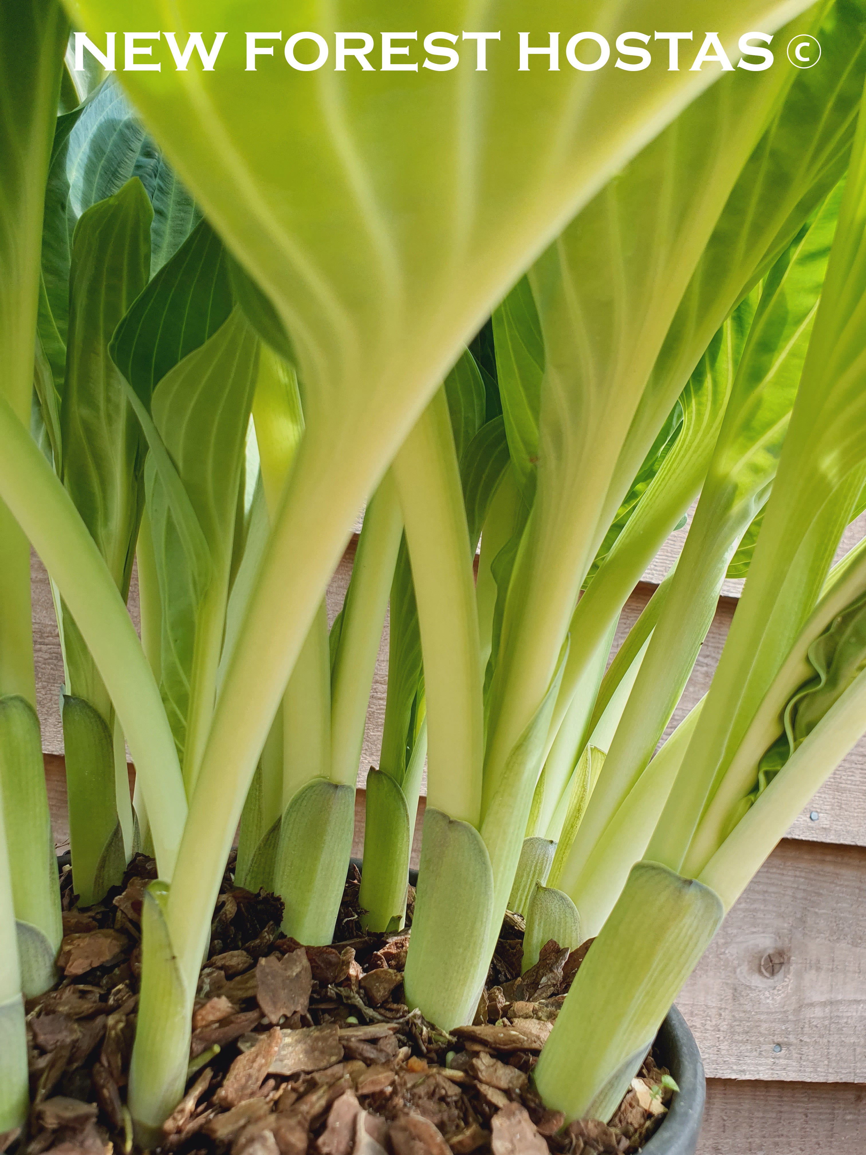 Hosta 'Dixie Cups' - New Forest Hostas & Hemerocallis