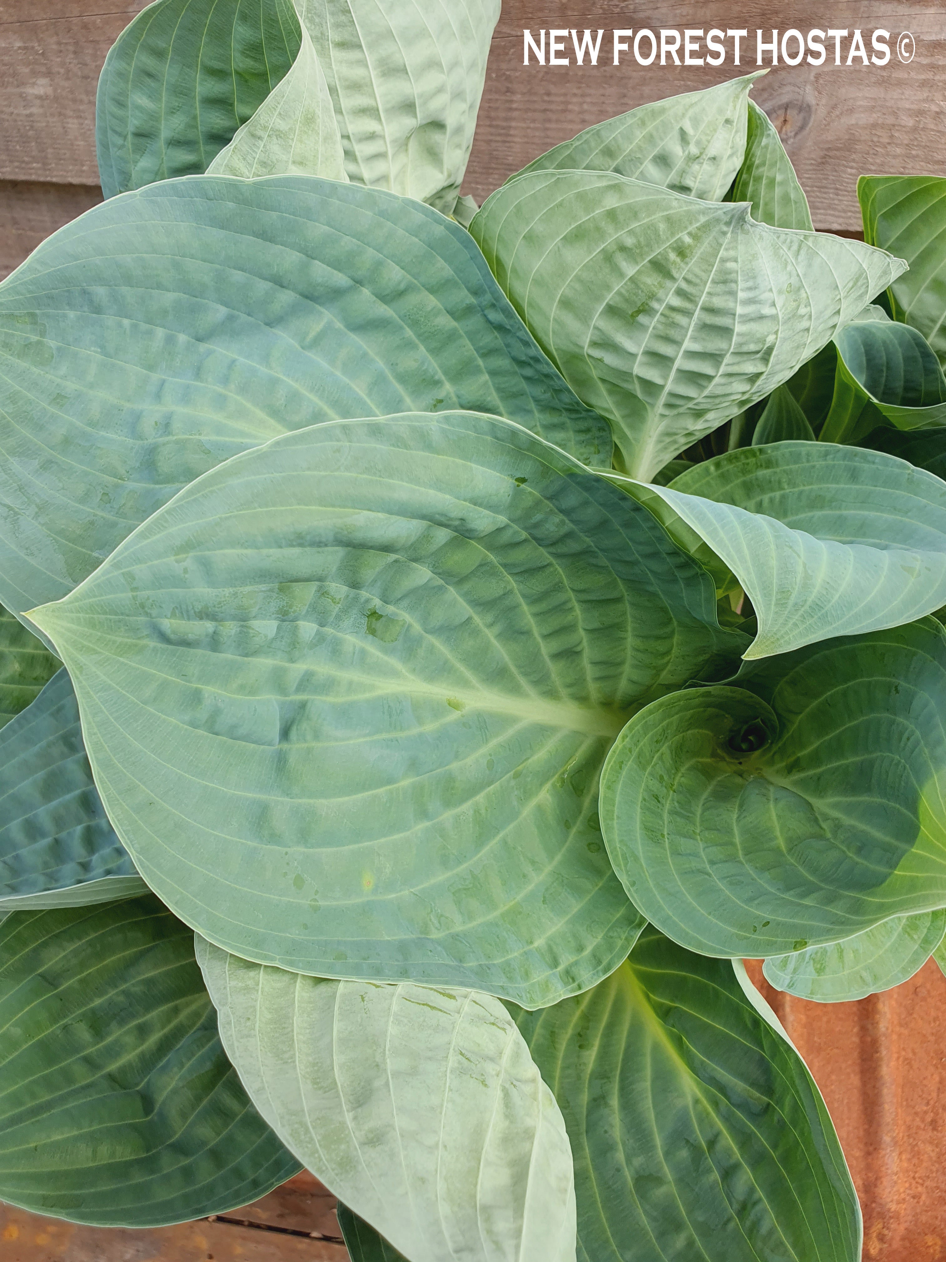 Hosta 'Dixie Cups' - New Forest Hostas & Hemerocallis