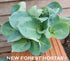 Hosta 'Dixie Cups' - New Forest Hostas & Hemerocallis