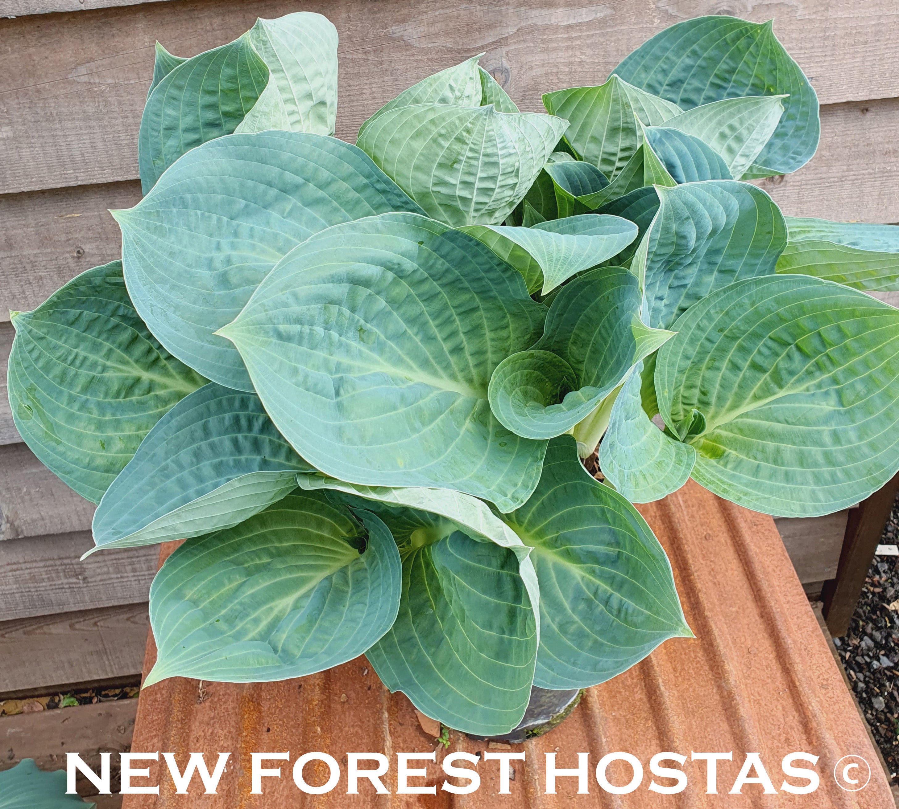 Hosta 'Dixie Cups' - New Forest Hostas & Hemerocallis
