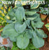 Hosta 'Dixie Cups' - New Forest Hostas & Hemerocallis
