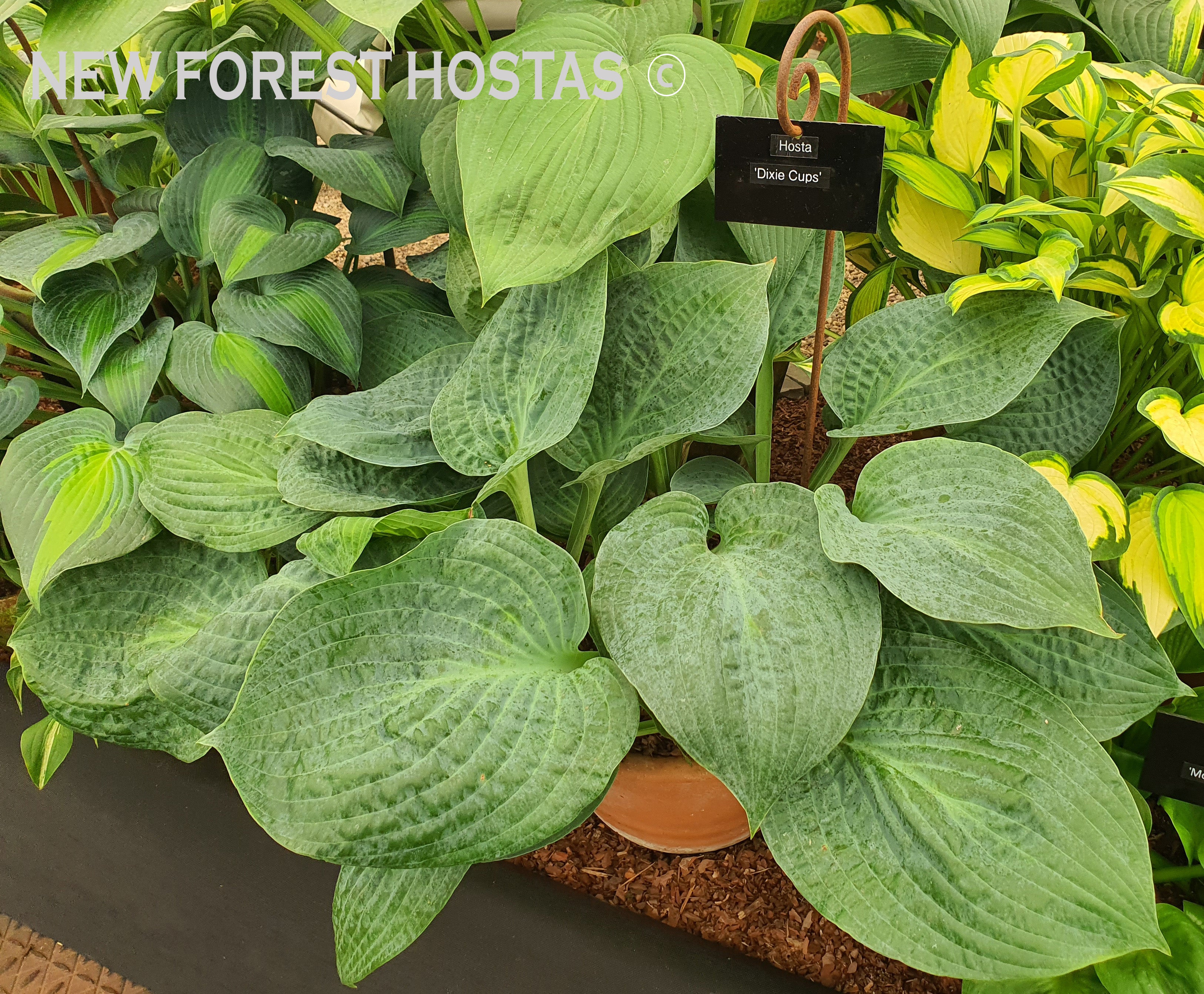 Hosta 'Dixie Cups' - New Forest Hostas & Hemerocallis