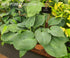 Hosta 'Dixie Cups' - New Forest Hostas & Hemerocallis