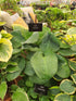 Hosta 'Dixie Cups' - New Forest Hostas & Hemerocallis