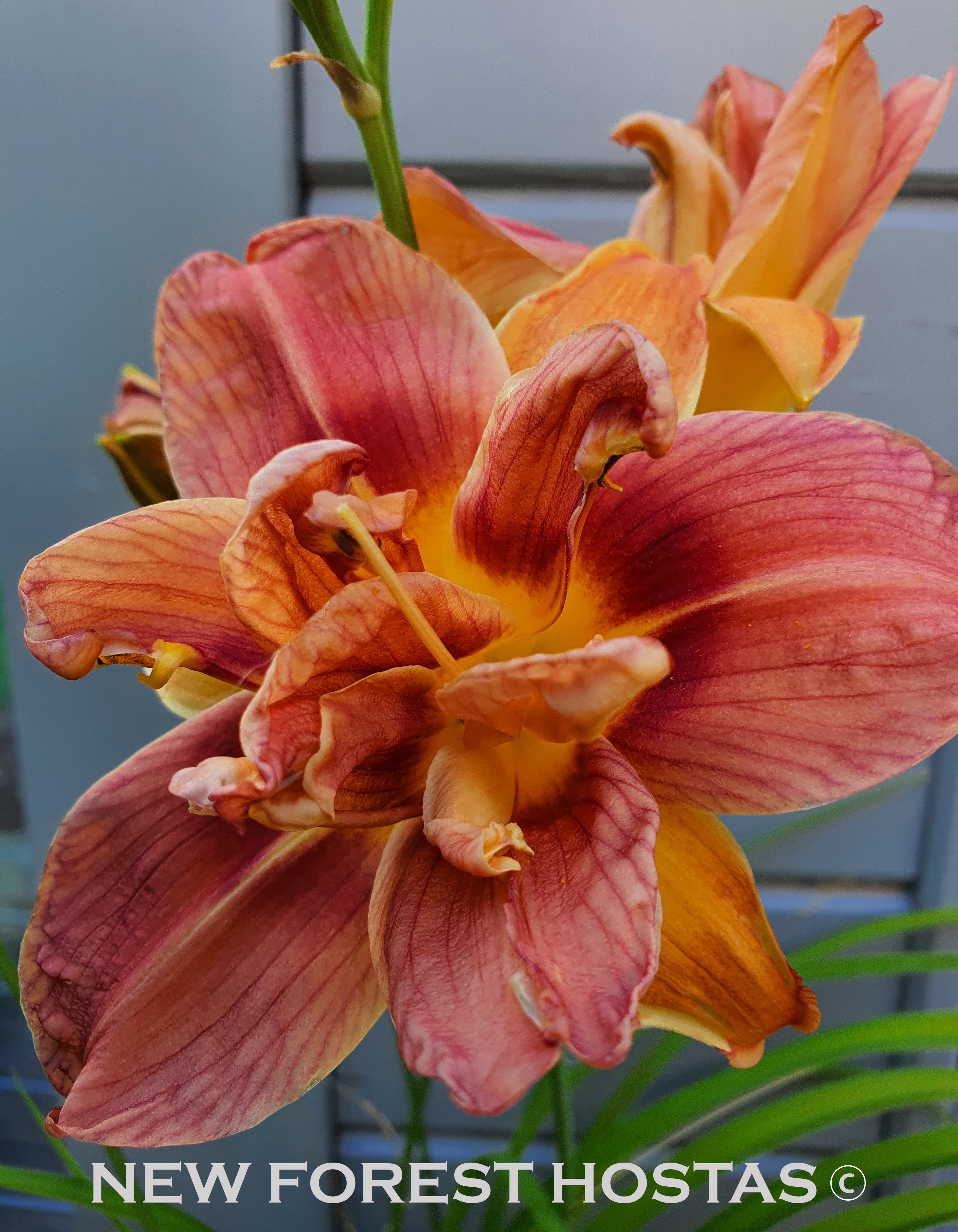 Hemerocallis 'Double Coffee' - New Forest Hostas & Hemerocallis