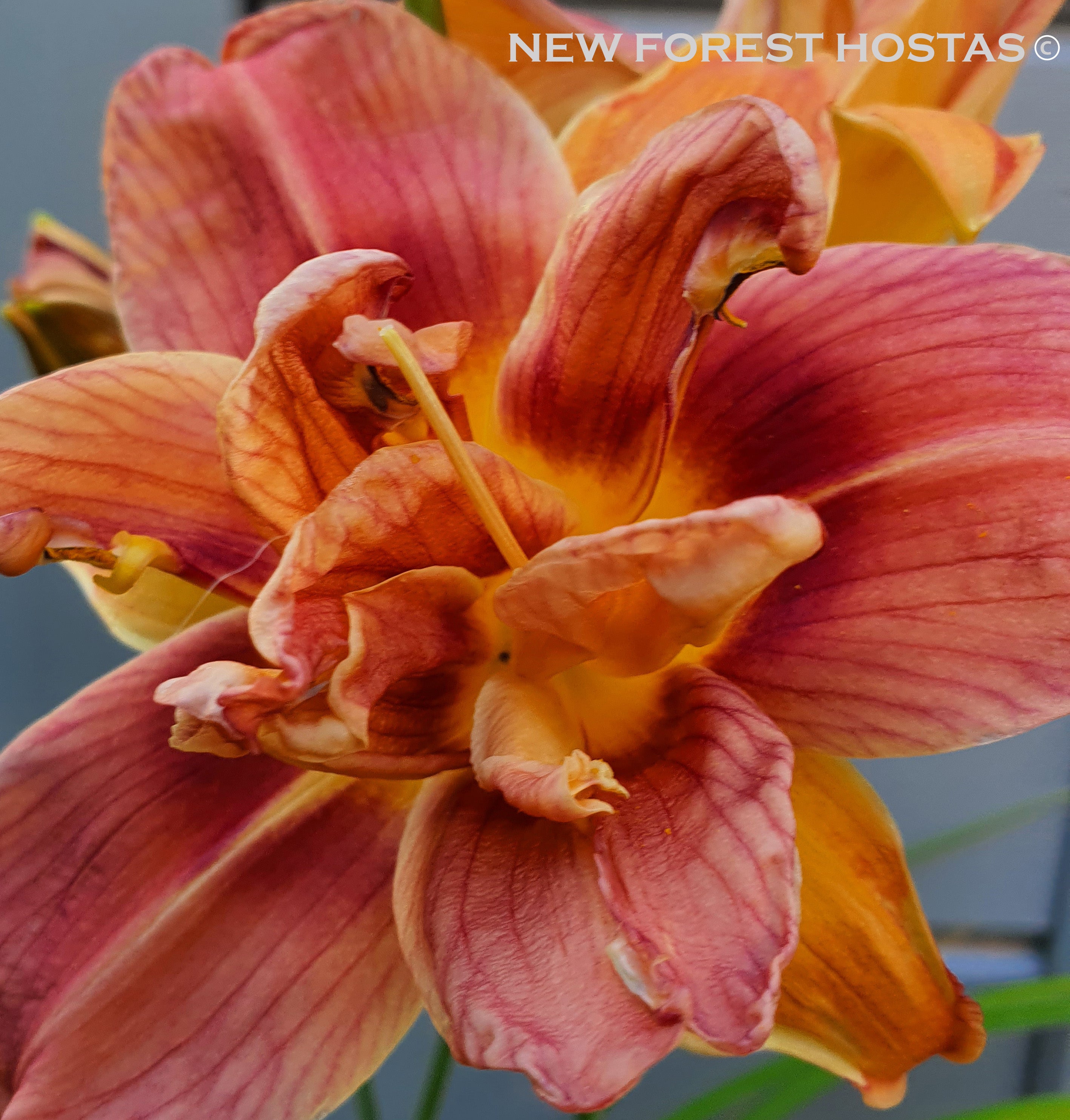 Hemerocallis 'Double Coffee' - New Forest Hostas & Hemerocallis