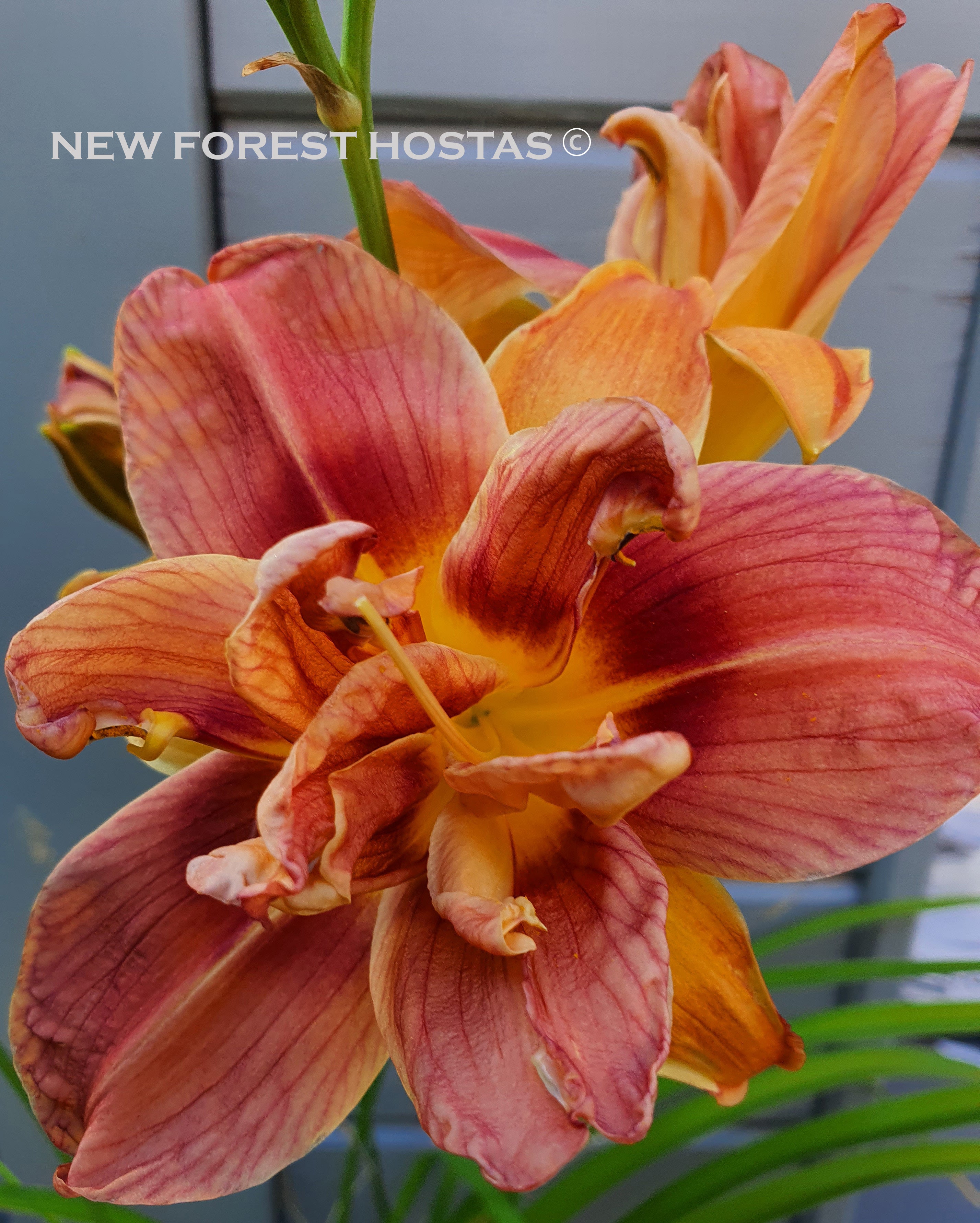 Hemerocallis 'Double Coffee' - New Forest Hostas & Hemerocallis