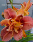 Hemerocallis 'Double Coffee' - New Forest Hostas & Hemerocallis