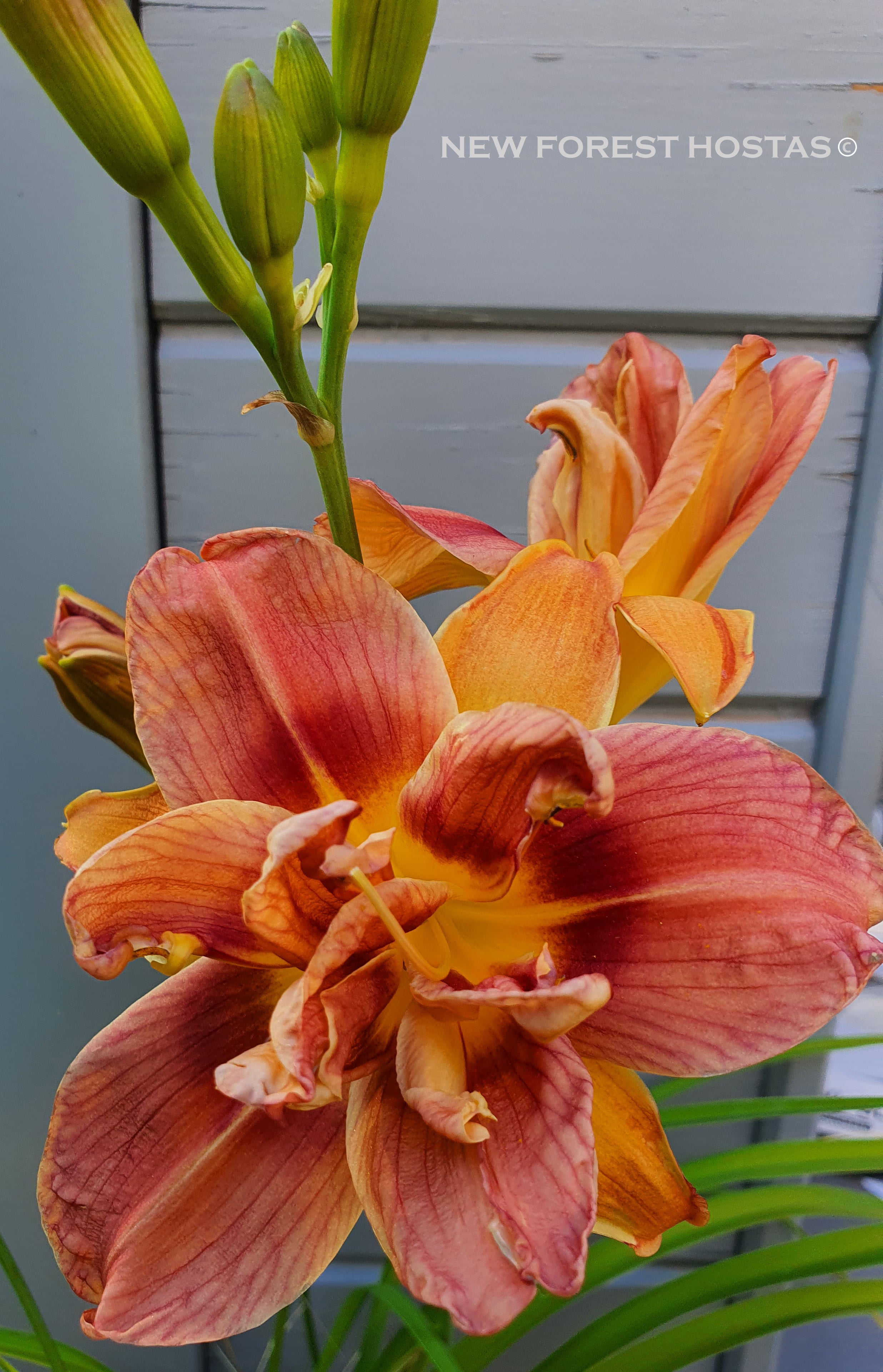 Hemerocallis 'Double Coffee' - New Forest Hostas & Hemerocallis
