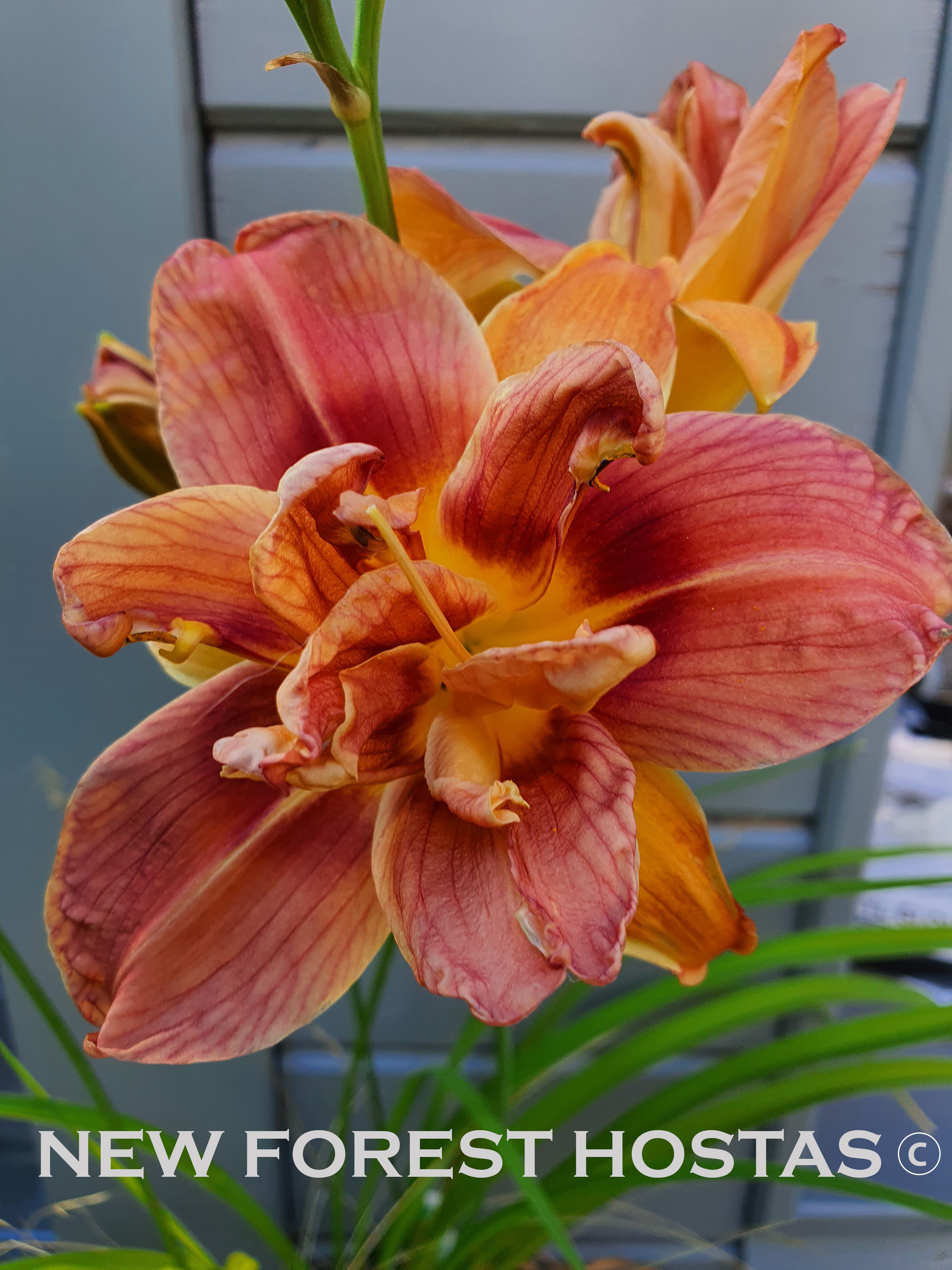 Hemerocallis 'Double Coffee' - New Forest Hostas & Hemerocallis