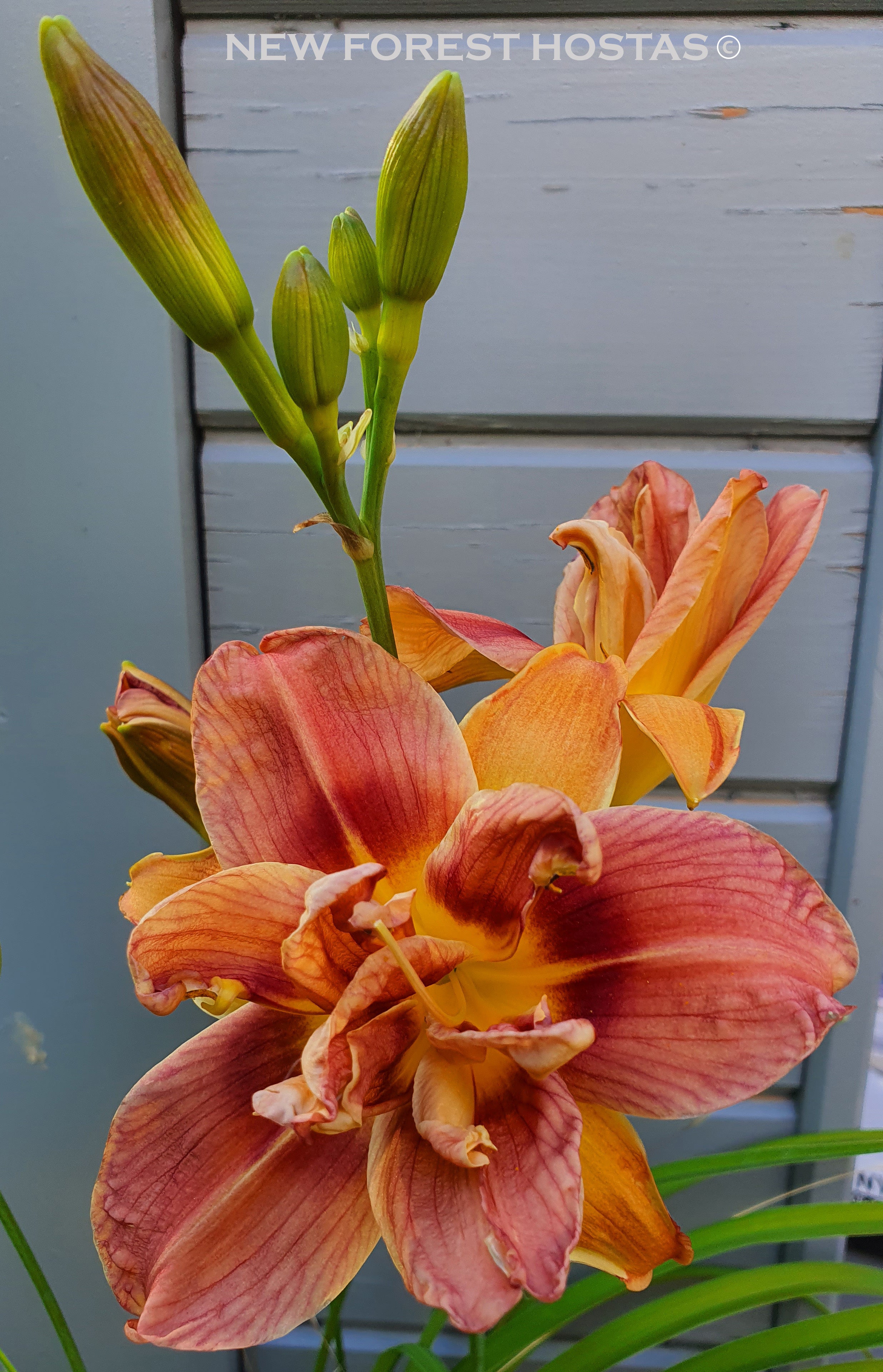 Hemerocallis 'Double Coffee' - New Forest Hostas & Hemerocallis