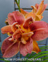 Hemerocallis 'Double Coffee' - New Forest Hostas & Hemerocallis