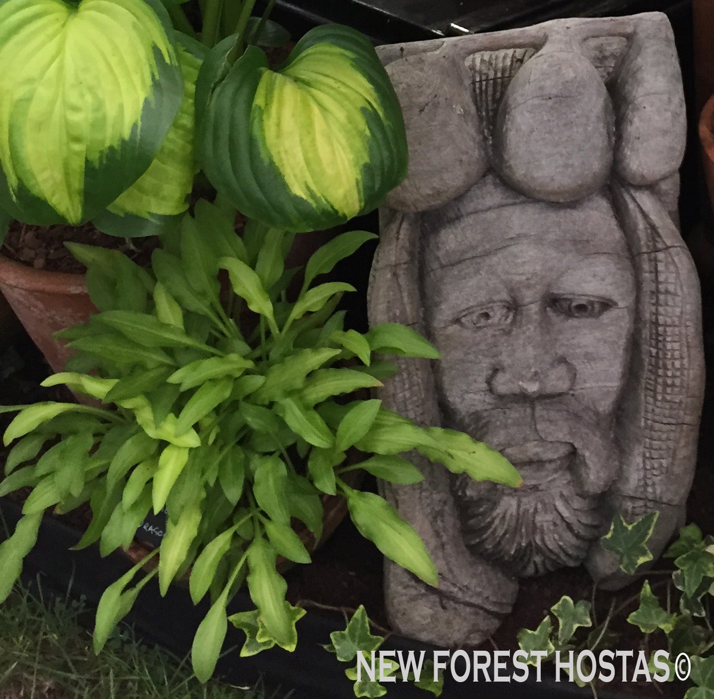 Hosta 'Dragon Tails' - New Forest Hostas & Hemerocallis