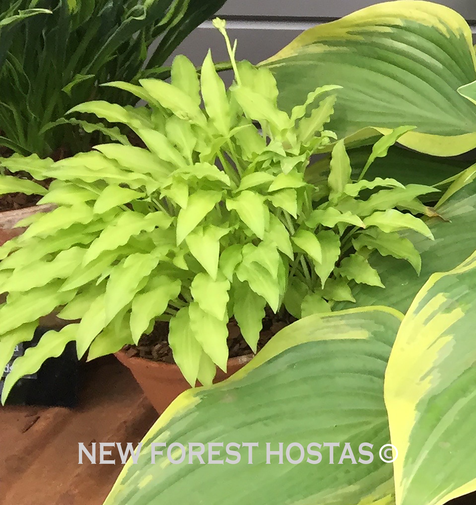 Hosta 'Dragon Tails' - New Forest Hostas & Hemerocallis