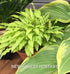 Hosta 'Dragon Tails' - New Forest Hostas & Hemerocallis