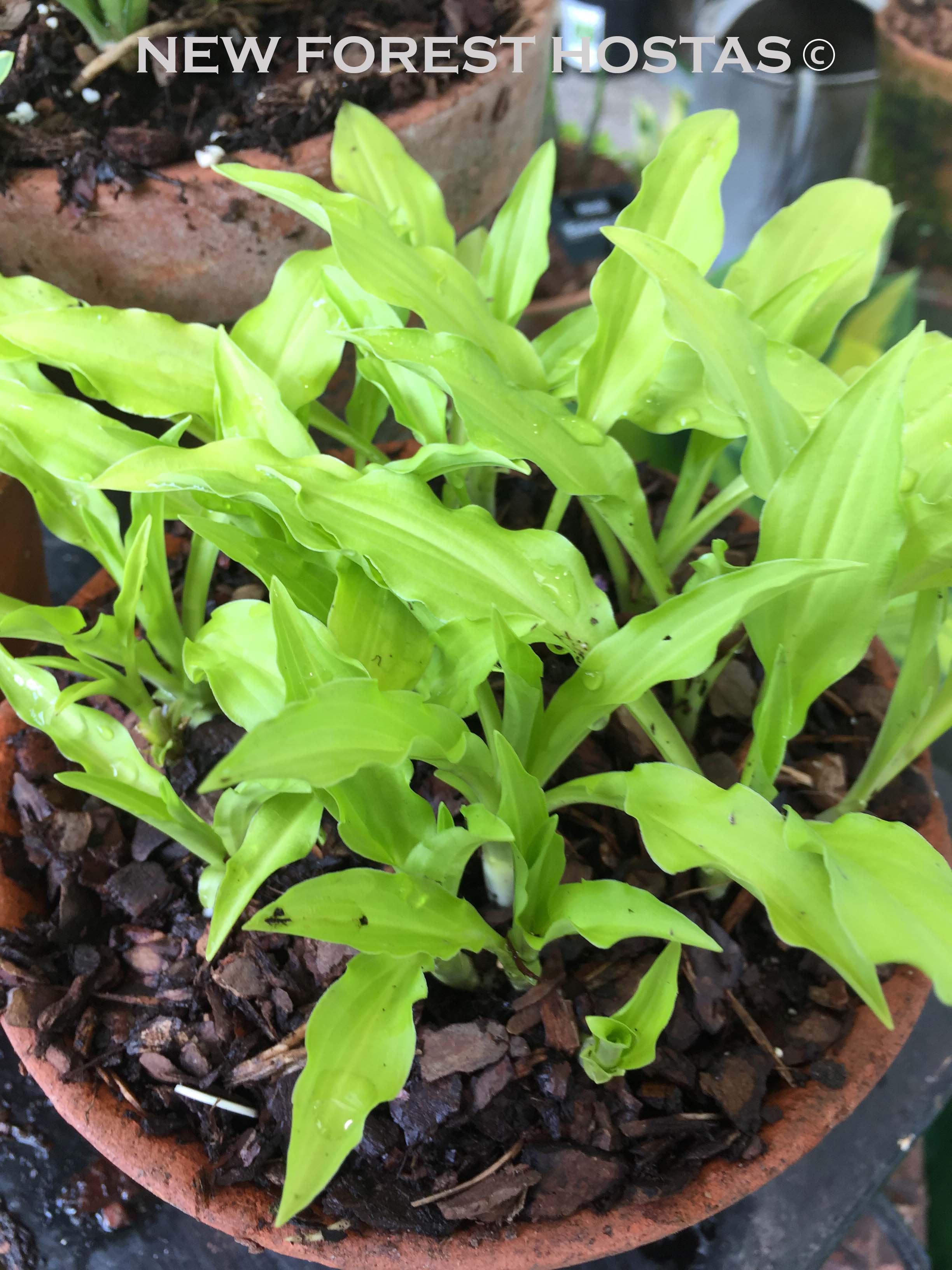 Hosta 'Dragon Tails' - New Forest Hostas & Hemerocallis