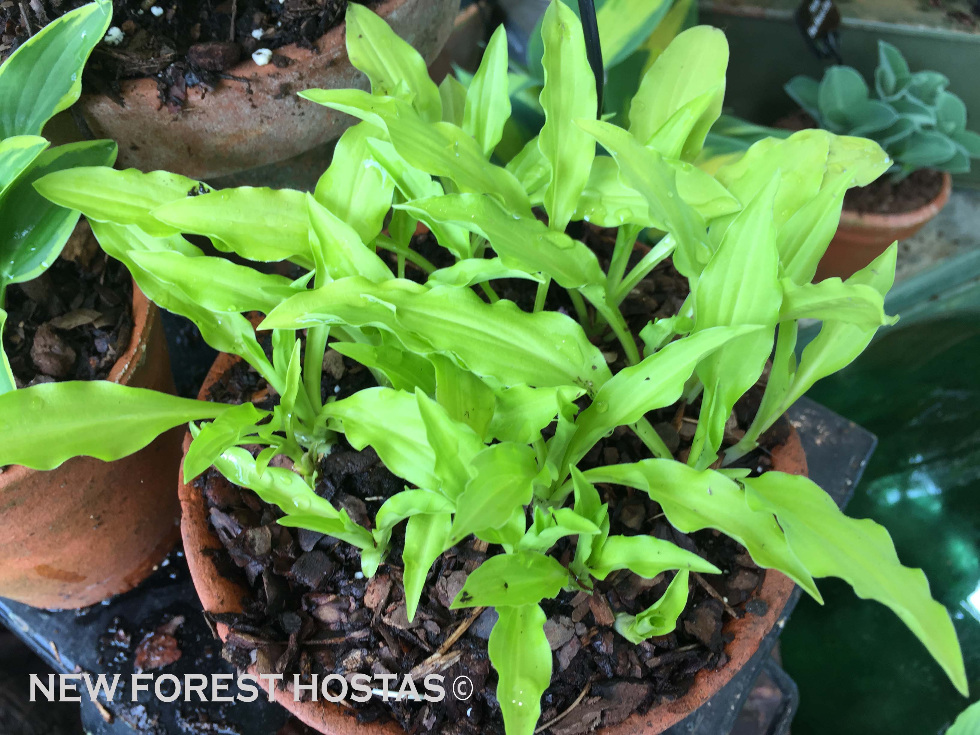 Hosta 'Dragon Tails' - New Forest Hostas & Hemerocallis