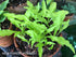 Hosta 'Dragon Tails' - New Forest Hostas & Hemerocallis