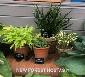 Hosta 'Dragon Tails' - New Forest Hostas & Hemerocallis