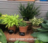 Hosta 'Dragon Tails' - New Forest Hostas & Hemerocallis