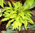 Hosta 'Dragon Tails' - New Forest Hostas & Hemerocallis