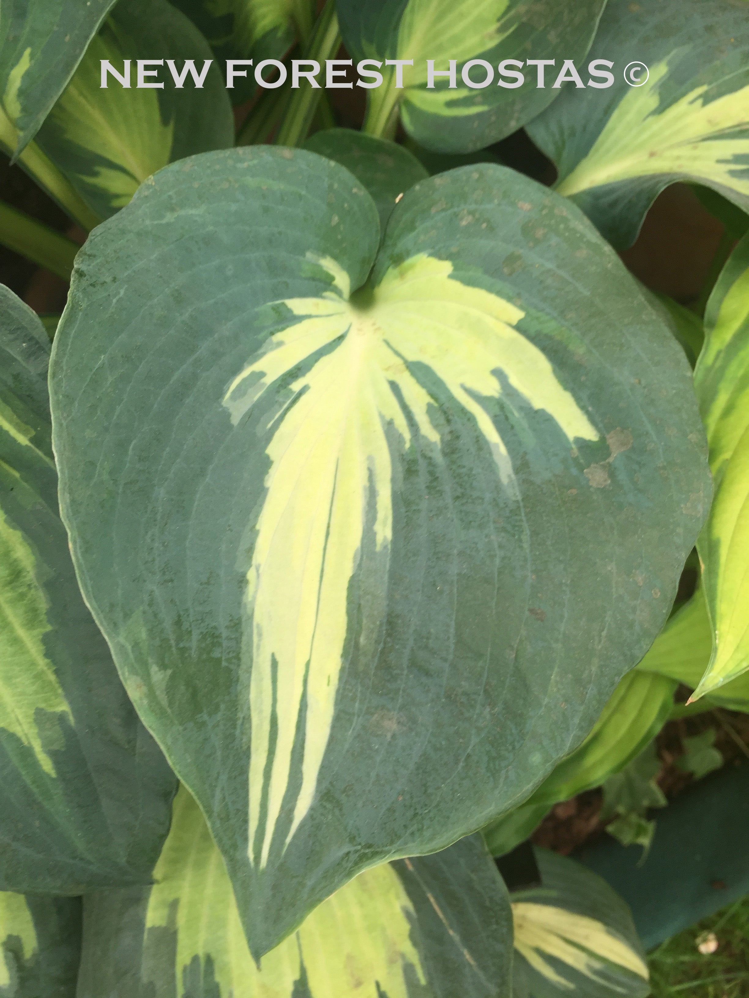 Hosta 'Dream Queen' - New Forest Hostas & Hemerocallis