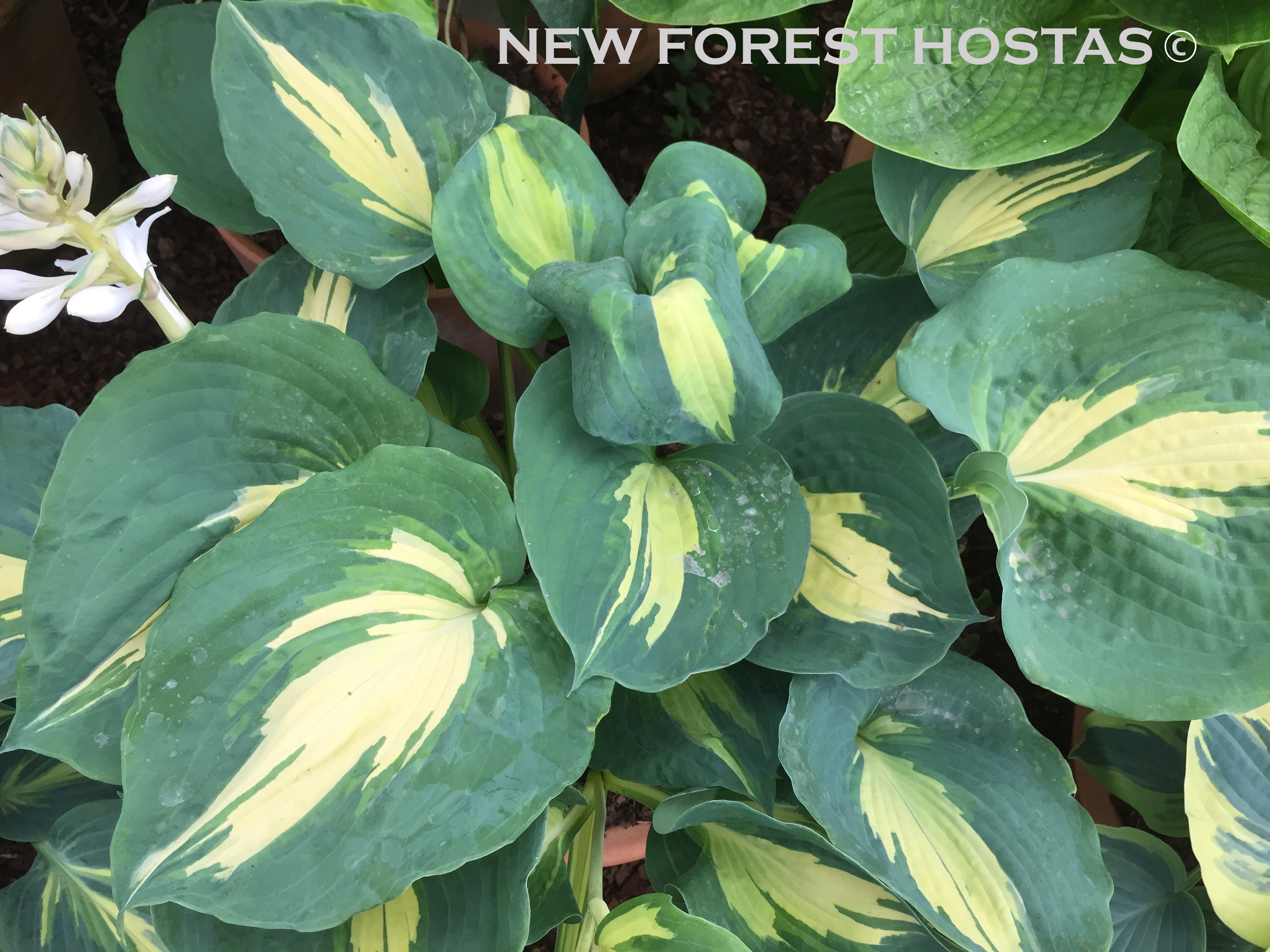 Hosta 'Dream Queen' - New Forest Hostas & Hemerocallis