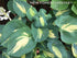 Hosta 'Dream Queen' - New Forest Hostas & Hemerocallis