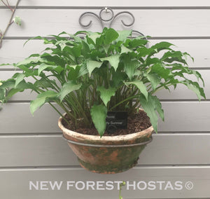 Hosta 'Early Sunrise' - New Forest Hostas & Hemerocallis
