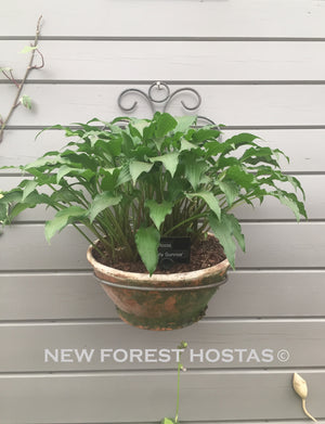 Hosta 'Early Sunrise' - New Forest Hostas & Hemerocallis