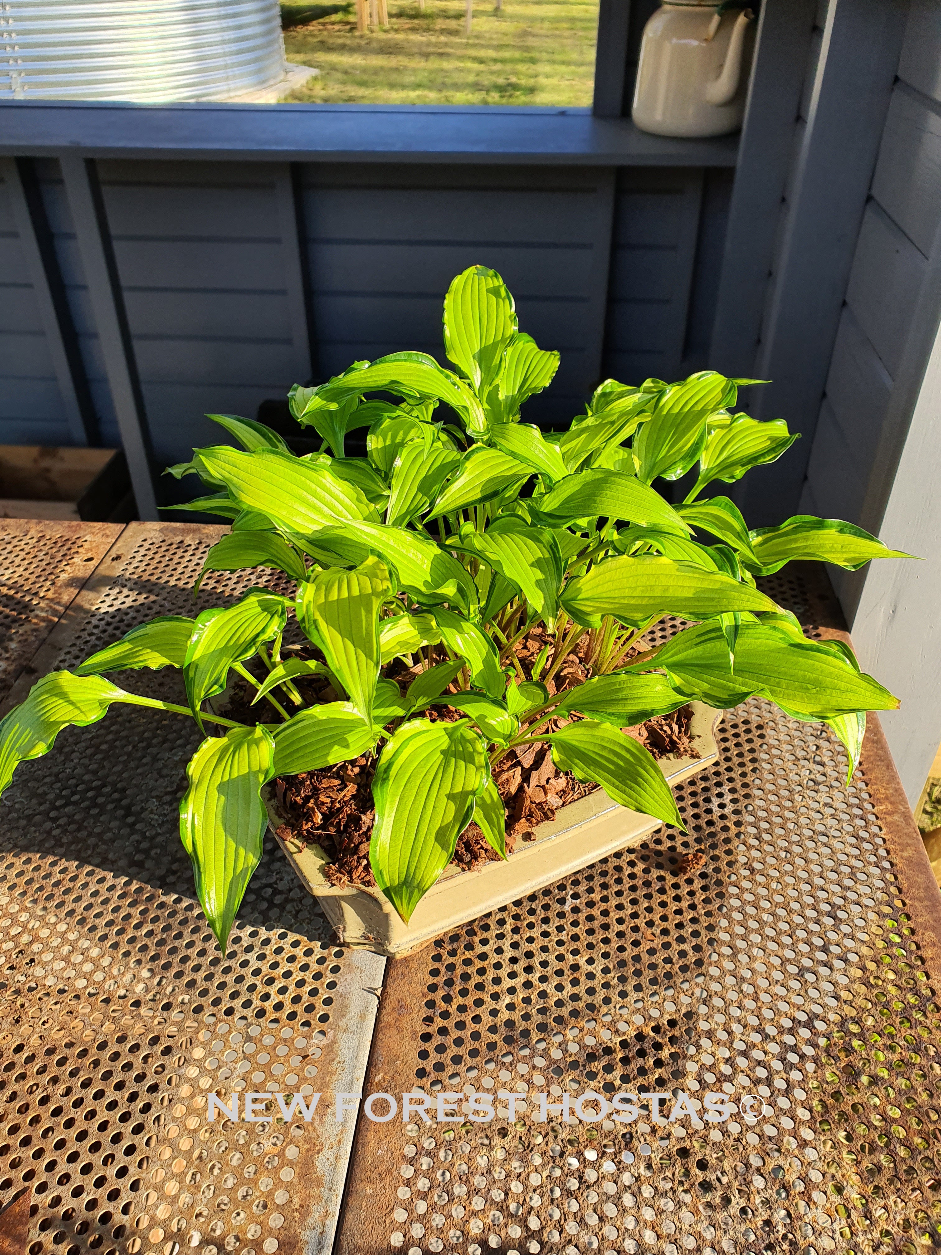 Hosta 'Early Sunrise' - New Forest Hostas & Hemerocallis