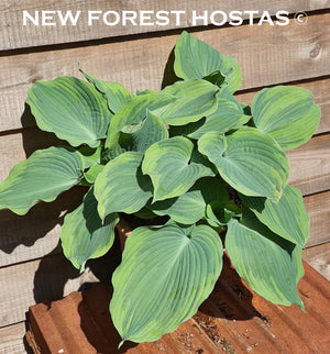 Hosta 'Earth Angel' - New Forest Hostas & Hemerocallis