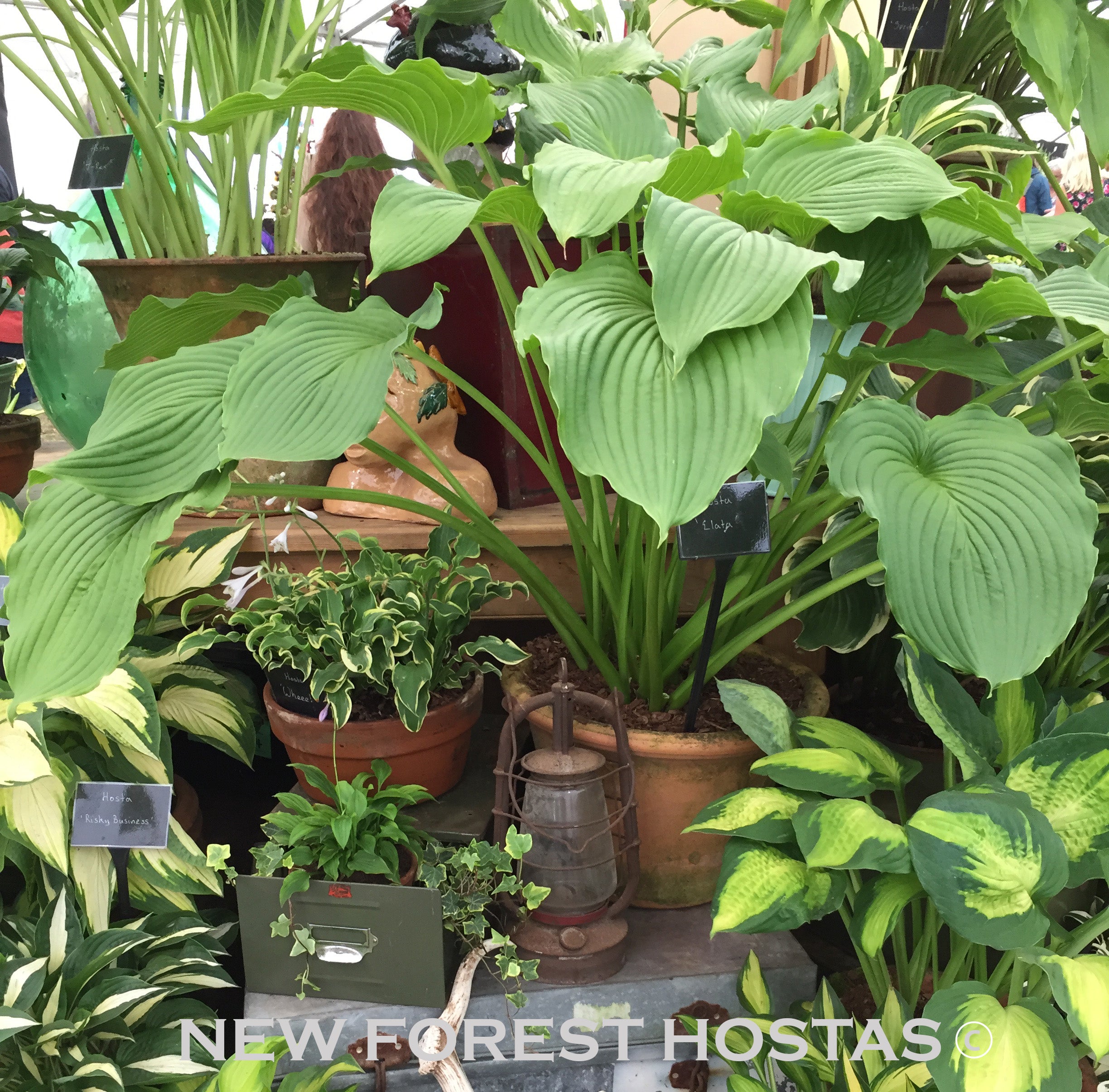Hosta 'Elata' - New Forest Hostas & Hemerocallis