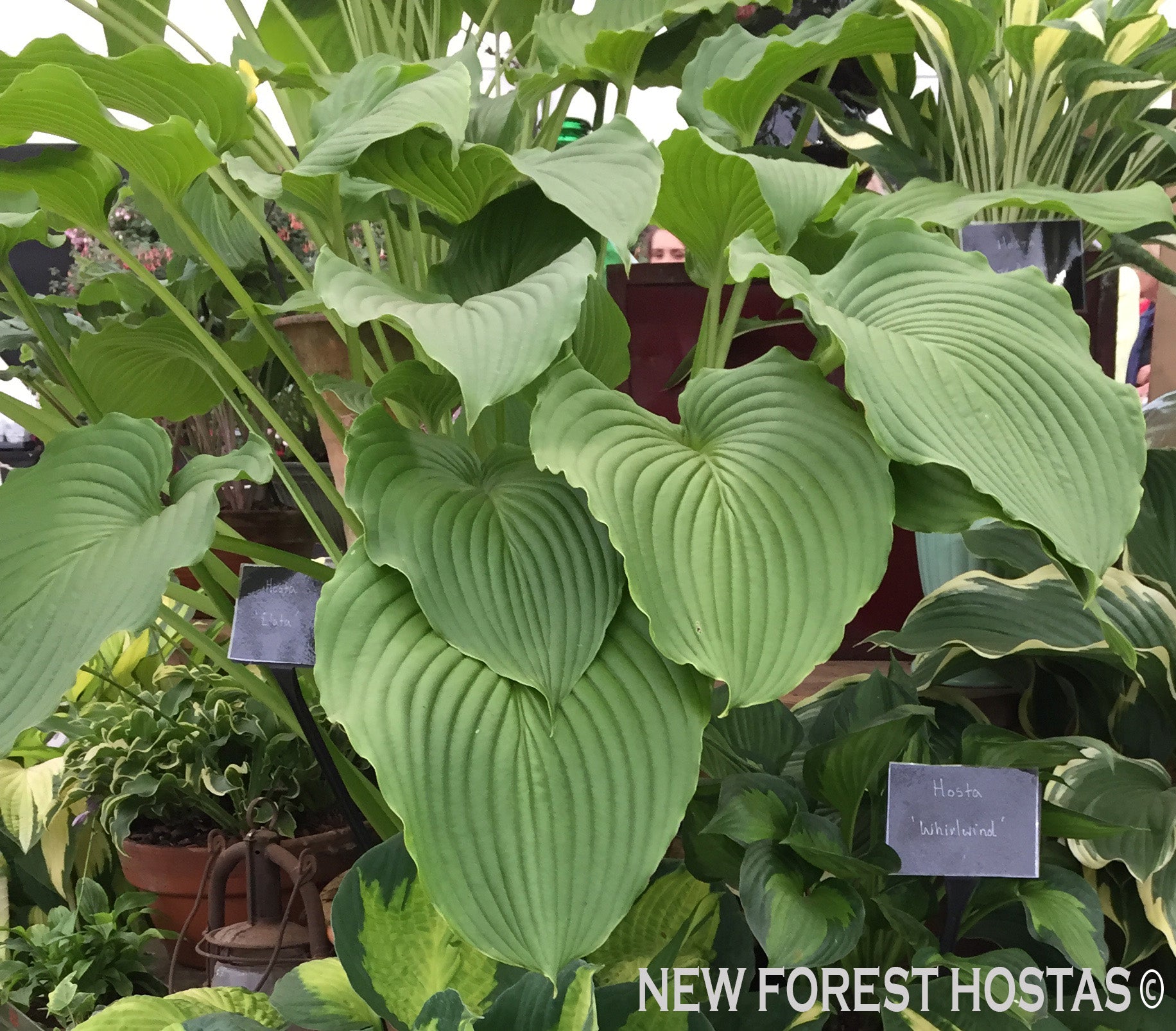 Hosta 'Elata' - New Forest Hostas & Hemerocallis