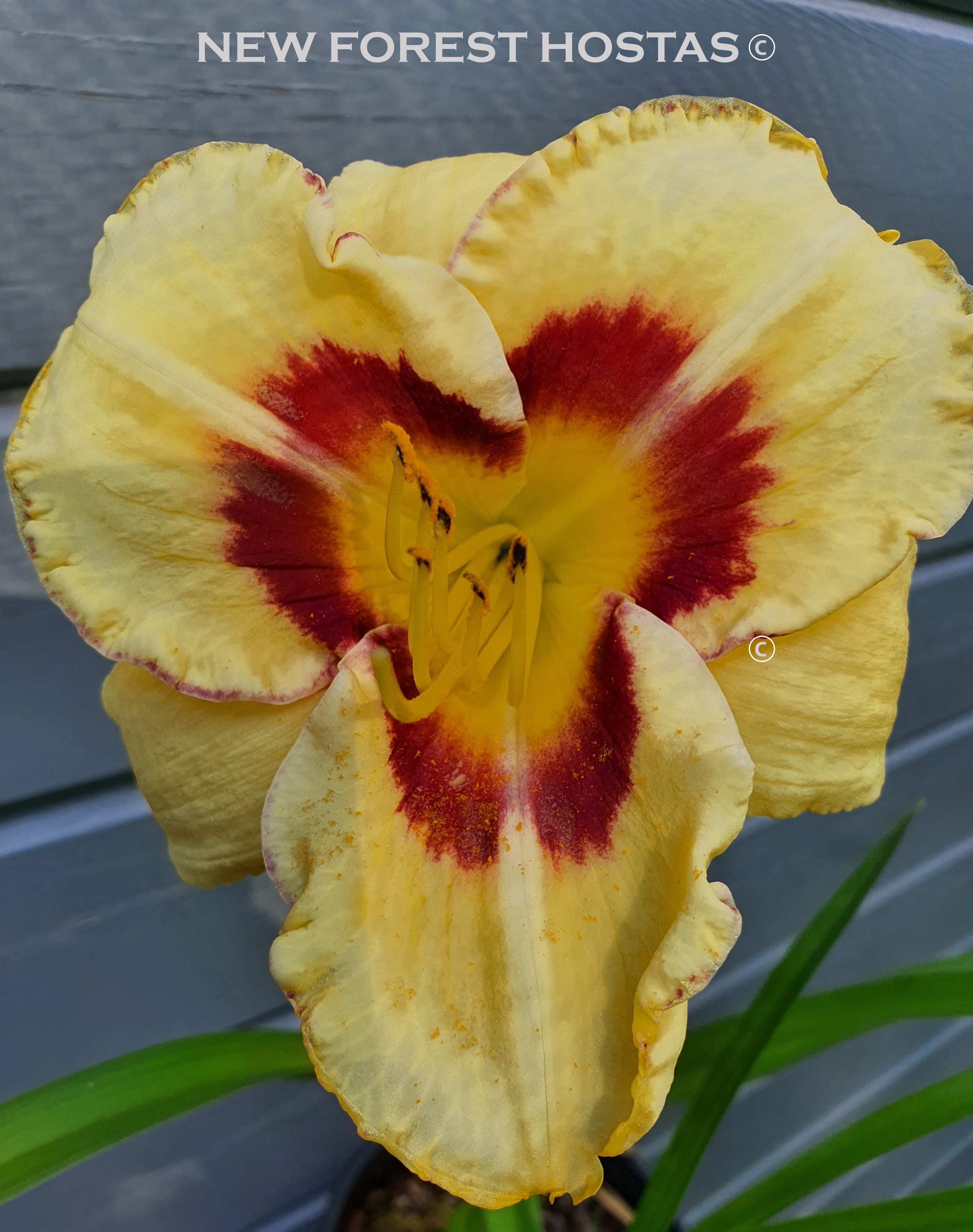 Hemerocallis 'El Desperado' - New Forest Hostas & Hemerocallis