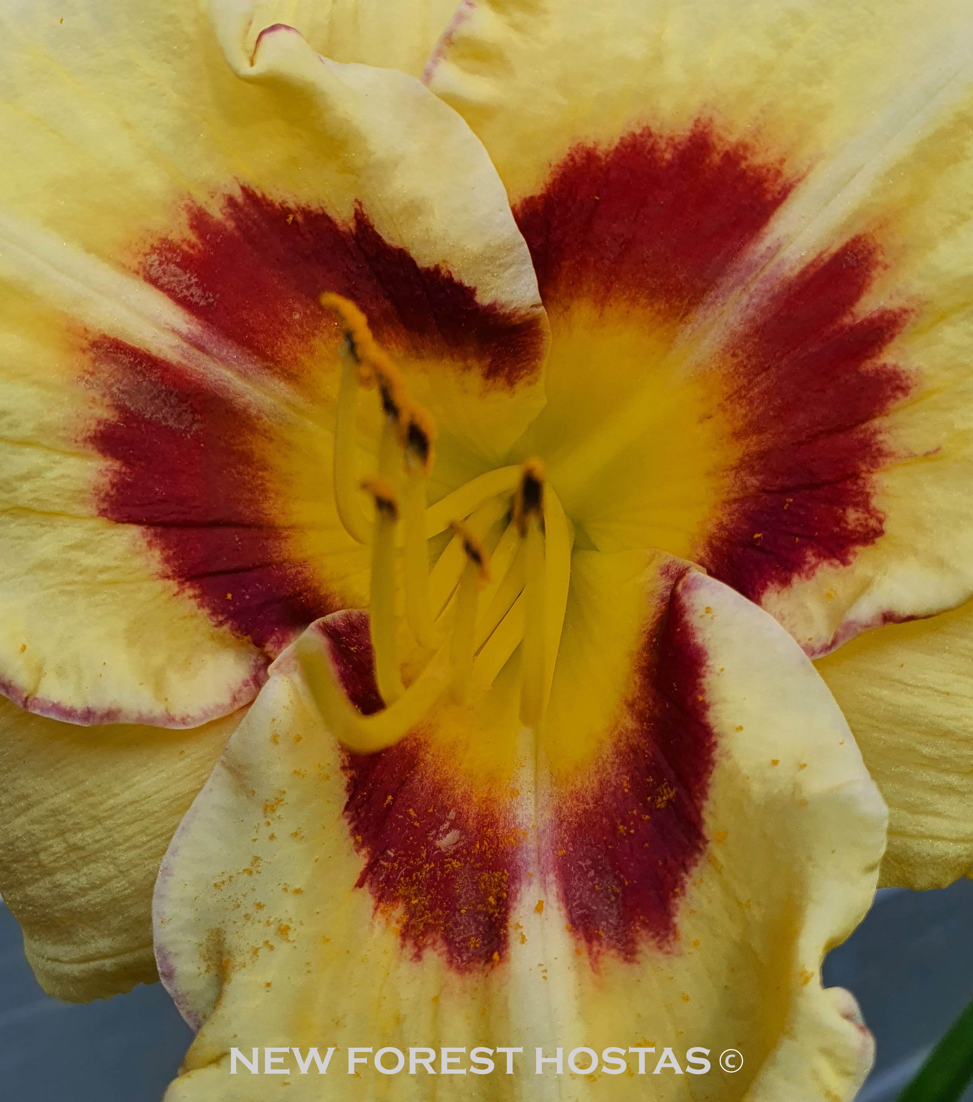Hemerocallis 'El Desperado' - New Forest Hostas & Hemerocallis